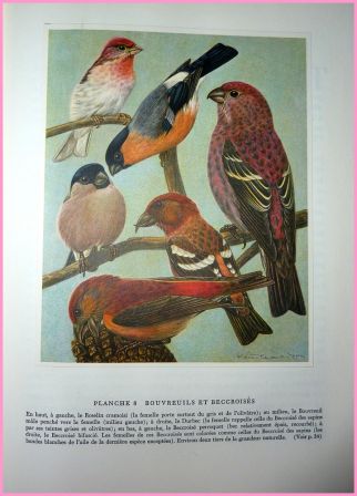 Les oiseaux nicheurs dEurope les passereaux Corti illustrations couleurs de Walter Linsenmaier ditions Silva Zurich ornithologie