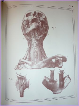 Manuel d'anatomie descriptive Cloquet tome II planche
