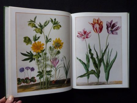 Le florilège de Nassau-Idstein Johann Walter Laure Beaumont-Maillet éditions Anthèse botanique ornithologie jardins histoire naturelle Le florilège de Nassau-Idstein Johann Walter Laure Beaumont-Maillet éditions Anthèse botanique ornithologie jardins histoire naturelle