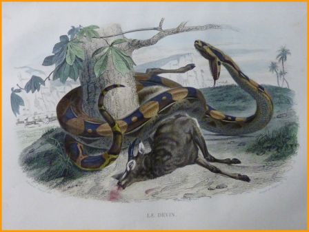 Ancienne gravure couleurs le devin Édouard Traviès Histoire Naturelle de Lacépède 1847 animaux zoologie serpents Ancienne gravure couleurs le devin Édouard Traviès Histoire Naturelle de Lacépède 1847 animaux zoologie serpents