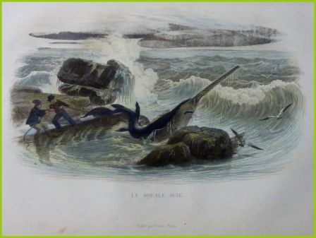 Ancienne gravure couleurs le squale scie Histoire Naturelle de Lacépède 1847 histoire naturelle animaux zoologie requin Ancienne gravure couleurs le squale scie Histoire Naturelle de Lacépède 1847 histoire naturelle animaux zoologie requin