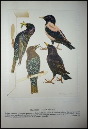 Les oiseaux nicheurs dEurope les passereaux Corti illustrations couleurs de Walter Linsenmaier ditions Silva Zurich ornithologie