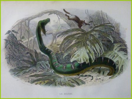 Ancienne gravure couleurs le bojobi Histoire Naturelle de Lacépède 1847 animaux zoologie serpents Ancienne gravure couleurs le bojobi Histoire Naturelle de Lacépède 1847 animaux zoologie serpents