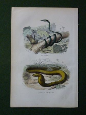 Ancienne gravure couleurs le nasique le serpent à lunettes Édouard Traviès Histoire Naturelle de Lacépède 1847 animaux zoologie serpents Ancienne gravure couleurs le nasique le serpent à lunettes Édouard Traviès Histoire Naturelle de Lacépède 1847 animaux zoologie serpents