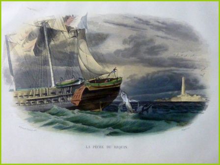 Ancienne gravure couleurs la pêche du requin Édouard Traviès Histoire Naturelle de Lacépède 1848 histoire naturelle animaux zoologie Ancienne gravure couleurs la pêche du requin Édouard Traviès Histoire Naturelle de Lacépède 1848 histoire naturelle animaux zoologie