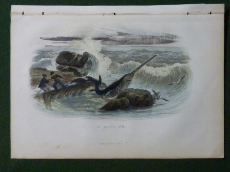 Ancienne gravure couleurs le squale scie Histoire Naturelle de Lacépède 1847 histoire naturelle animaux zoologie requin Ancienne gravure couleurs le squale scie Histoire Naturelle de Lacépède 1847 histoire naturelle animaux zoologie requin