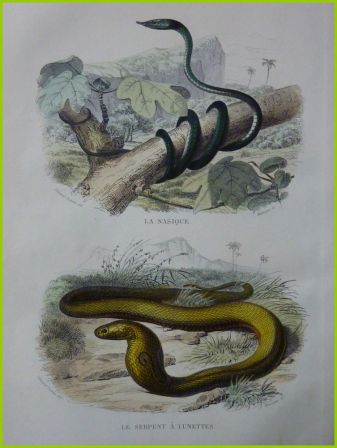 Ancienne gravure couleurs le nasique le serpent à lunettes Édouard Traviès Histoire Naturelle de Lacépède 1847 animaux zoologie serpents Ancienne gravure couleurs le nasique le serpent à lunettes Édouard Traviès Histoire Naturelle de Lacépède 1847 animaux zoologie serpents