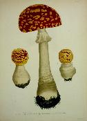 Atlas des champignons comestibles et vénéneux Joseph Roques Masson planches couleurs botanique mycologie histoire naturelle sciences nature 