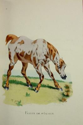 ABC du sportman Honoré Pinel 1869 Ducrocq 72 planches couleurs chevaux équidés zoologie histoire naturelle 