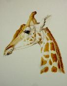 Zoologie Le plus beau bestiaire du monde Larousse coffret 80 planches couleurs histoire naturelle animaux 