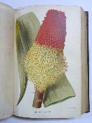 1887 Revue horticole Journal d'horticulture pratique relié Maison Rustique 