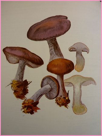 Nouvel atlas des champignons tome 2 Henri Romagnesi Bordas 1970 mycologie sciences botanique