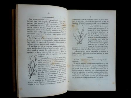 Le jardinier fruitier Eugne Forney 1862 arboriculture pomologie pommier poirier taille des arbres fruitiers sciences et techniques vergers nature