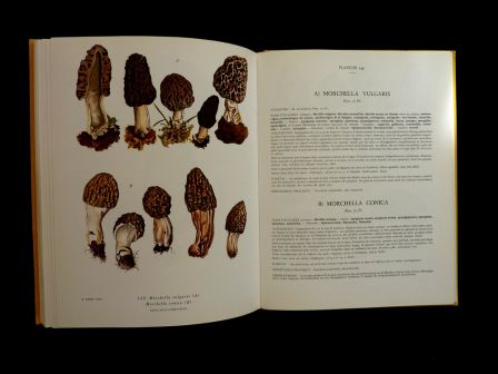 Nouvel atlas des champignons tome 2 Henri Romagnesi Bordas 1970 mycologie sciences botanique