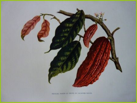 Les grandes cultures du monde leur histoire leur exploitation leurs diffrents usages Van Someren Brand Flammarion histoire naturelle populaire riz vigne froment cacao caf th quinquina tabac sucre mas