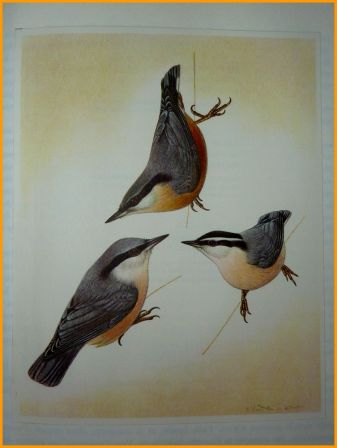 Les oiseaux nicheurs d’Europe les passereaux Corti illustrations couleurs de Walter Linsenmaier éditions Silva Zurich ornithologie