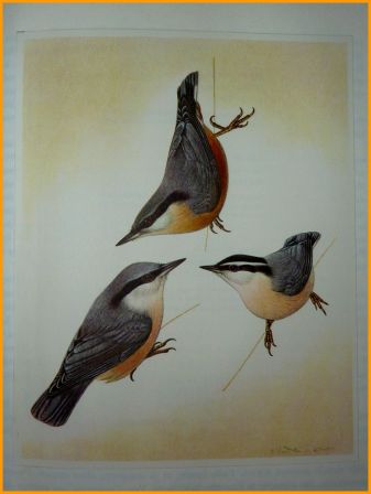 Les oiseaux nicheurs dEurope les passereaux Corti illustrations couleurs de Walter Linsenmaier ditions Silva Zurich ornithologie