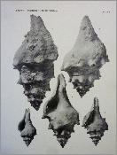 Paléontologie Henri Salvan Les invertébrés fossiles des phosphates marocains Maroc Afrique du Nord Maghreb sciences de la terre géologie