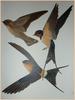 Les oiseaux nicheurs d’Europe les passereaux Corti illustrations couleurs de Walter Linsenmaier é