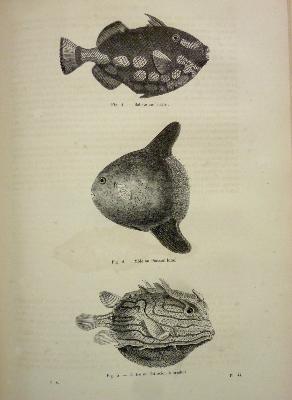 Reptiles et poissons 1874 Docteur Chenu Encyclopédie d’histoire naturelle Firmin-Didot zoologie animaux sciences nature mammifères 
