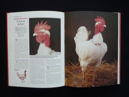 Le grand livre des volailles de France races anciennes rares disparues ou actuelles Périquet Rustica aviculture animaux Le grand livre des volailles de France races anciennes rares disparues ou actuelles Périquet Rustica aviculture animaux