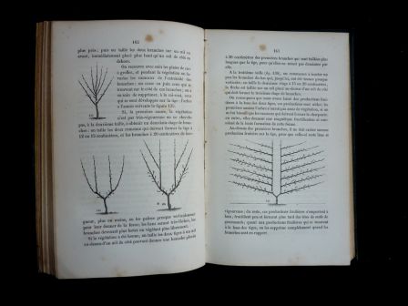 Le jardinier fruitier Eugène Forney 1862 arboriculture pomologie pommier poirier taille des arbres fruitiers sciences et techniques vergers nature Le jardinier fruitier Eugène Forney 1862 arboriculture pomologie pommier poirier taille des arbres fruitiers sciences et techniques vergers nature