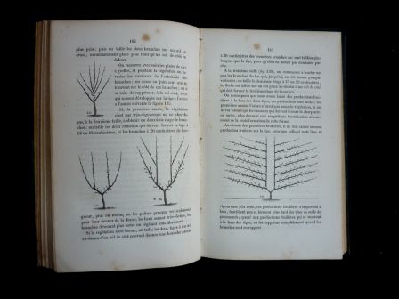 Le jardinier fruitier Eugne Forney 1862 arboriculture pomologie pommier poirier taille des arbres fruitiers sciences et techniques vergers nature