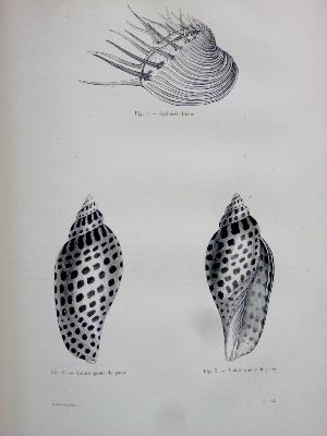 Crustacés Mollusques Zoophytes 1874 Docteur Chenu Encyclopédie d’histoire naturelle Firmin-Didot zoologie animaux sciences nature 