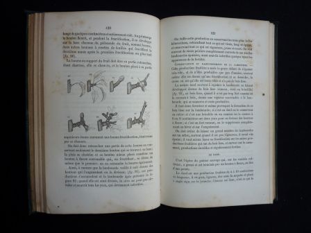 Le jardinier fruitier Eugne Forney 1862 arboriculture pomologie pommier poirier taille des arbres fruitiers sciences et techniques vergers nature