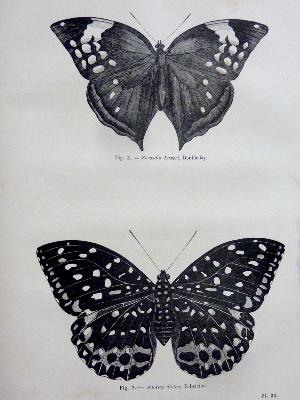 Lépidoptérologie 1874 Docteur Chenu Les papillons Encyclopédie d’histoire naturelle Firmin-Didot lépidoptères zoologie animaux sciences nature entomologie insectes 