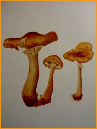 Nouvel atlas des champignons tome 2 Henri Romagnesi Bordas 1970 mycologie sciences botanique