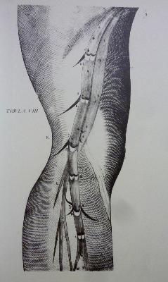 Jérôme Fabrice d’Acquapendente De venarum ostiolis éditions Pariente médecine Moyen Âge sang veines anatomie