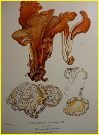 Nouvel atlas des champignons tome 2 Henri Romagnesi Bordas 1970 mycologie sciences botanique