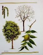 Atlas des arbres de France et d’Europe occidentale Jacques Brosse Bordas nature arboriculture dendrologie botanique 