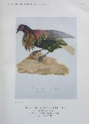 Ornithologie L'art français dans le livre d'oiseaux René Ronsil iconographie 