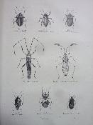 1860 Docteur Chenu Les annelés Encyclopédie d’histoire naturelle Maresq Havard zoologie animaux sciences nature
