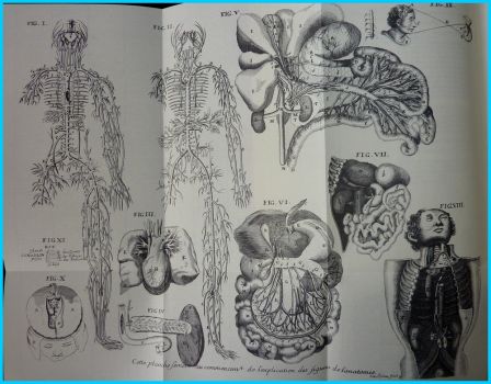 Cours de médecine Guyon Dolois illustrations