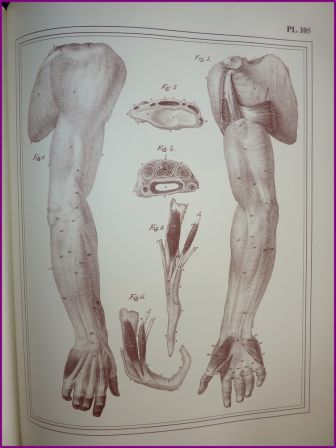 MANUEL D'ANATOMIE CLOQUET T2 PLANCHE