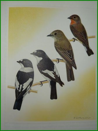 Les oiseaux nicheurs dEurope les passereaux Corti illustrations couleurs de Walter Linsenmaier ditions Silva Zurich ornithologie