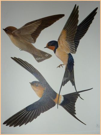 Les oiseaux nicheurs dEurope les passereaux Corti illustrations couleurs de Walter Linsenmaier ditions Silva Zurich ornithologie