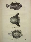 Reptiles et poissons 1874 Docteur Chenu Encyclopédie d’histoire naturelle Firmin-Didot zoologie animaux sciences nature mammifères 