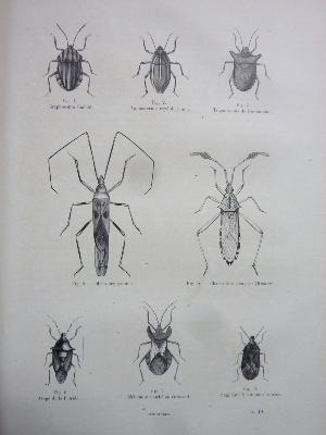 1860 Docteur Chenu Les annelés Encyclopédie d’histoire naturelle Maresq Havard zoologie animaux sciences nature
