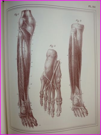 MANUEL D'ANATOMIE CLOQUET T2 PLANCHE