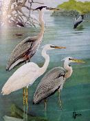 Les oiseaux de Floride Ornithologie Alexander Sprunt Audubon planches couleurs