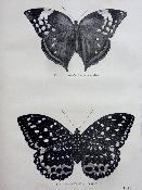 Lépidoptérologie 1874 Docteur Chenu Les papillons Encyclopédie d’histoire naturelle Firmin-Didot lépidoptères zoologie animaux sciences nature entomologie insectes 