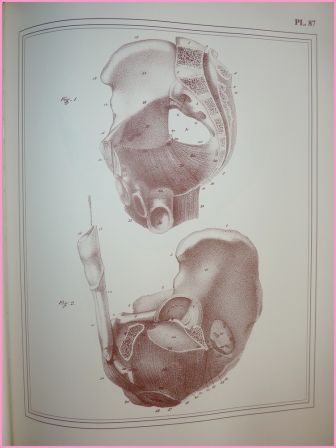 MANUEL D'ANATOMIE CLOQUET T2 PLANCHE