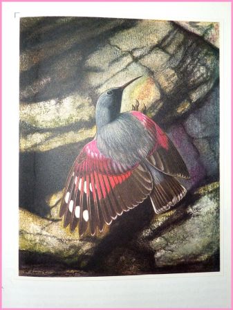 Les oiseaux nicheurs d’Europe les passereaux Corti illustrations couleurs de Walter Linsenmaier éditions Silva Zurich ornithologie