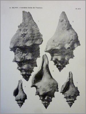Paléontologie Henri Salvan Les invertébrés fossiles des phosphates marocains Maroc Afrique du Nord Maghreb sciences de la terre géologie