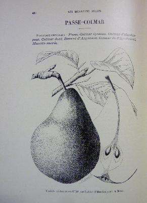 Arboriculture Les meilleurs fruits au début du 20ème siècle Société Nationale d’Horticulture de France pomologie nature 