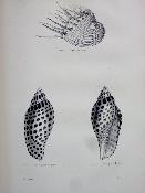 Crustacés Mollusques Zoophytes 1874 Docteur Chenu Encyclopédie d’histoire naturelle Firmin-Didot zoologie animaux sciences nature 